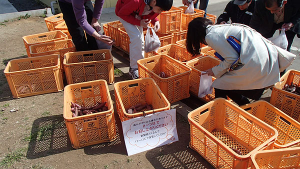生のさつま芋を無料で提供